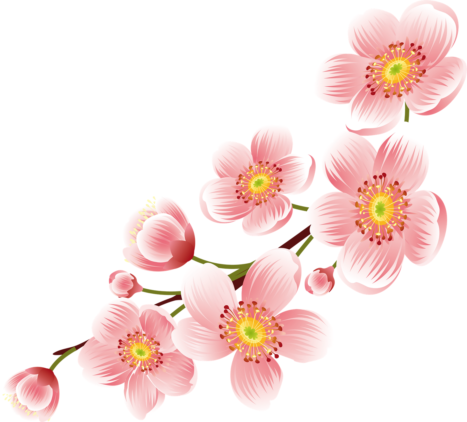 Blossom Cherry Flower Free PNG HQ PNG Image