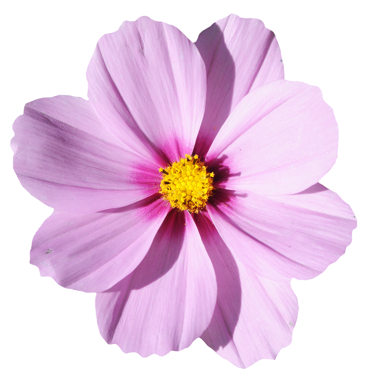 Blossom Flower Free Clipart HQ PNG Image