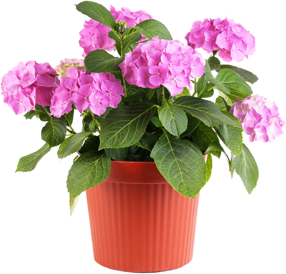 Fresh Pot Flower Free Clipart HQ PNG Image
