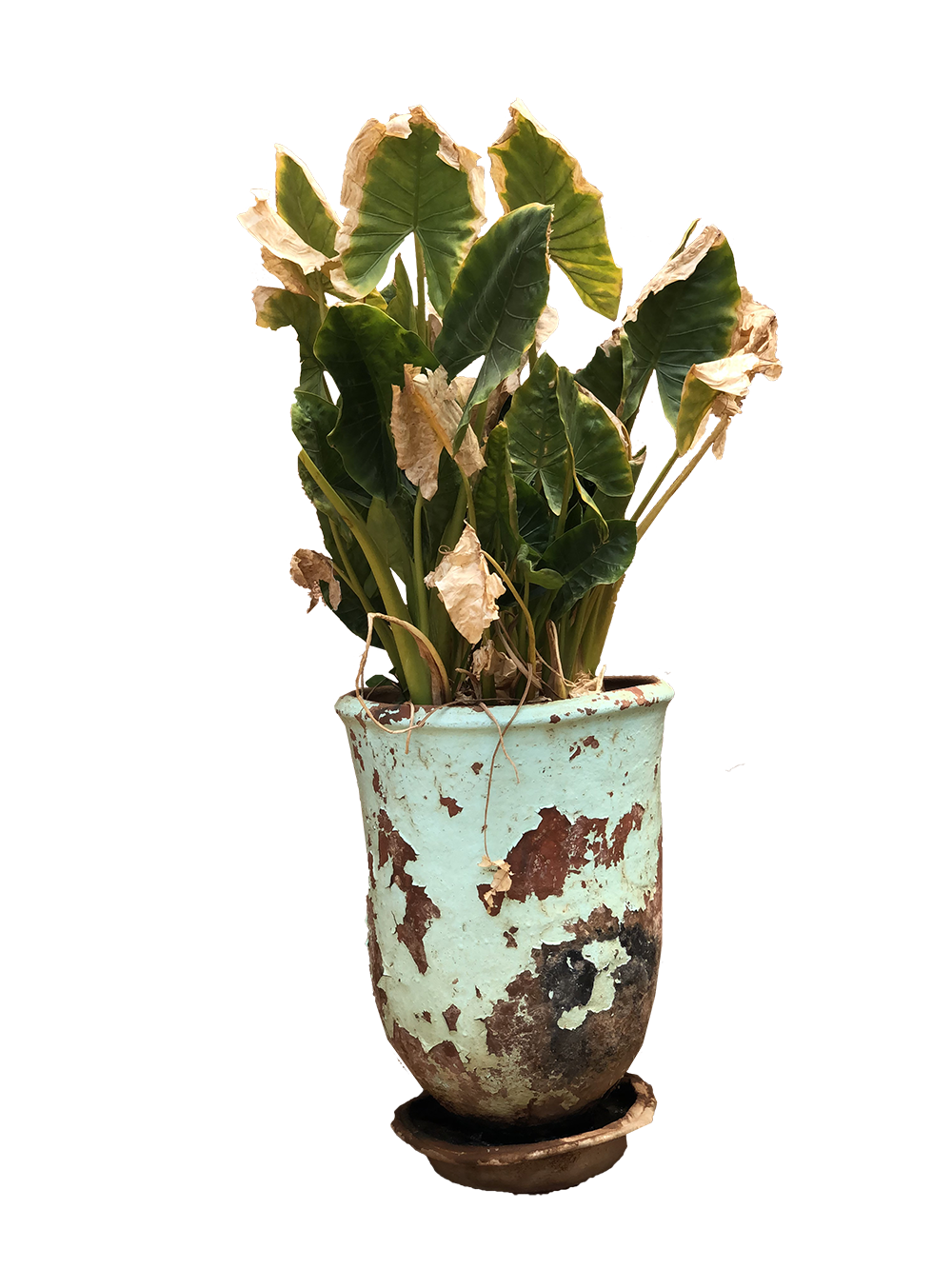 Vintage Pot Flower PNG Image High Quality PNG Image