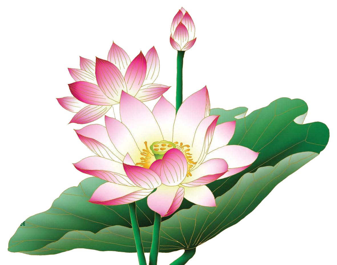 Lotus Flower Free HD Image PNG Image