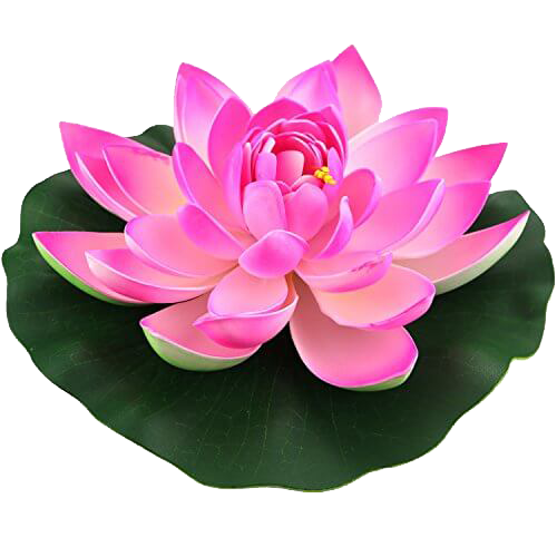 Pink Lotus Flower HD Image Free PNG Image