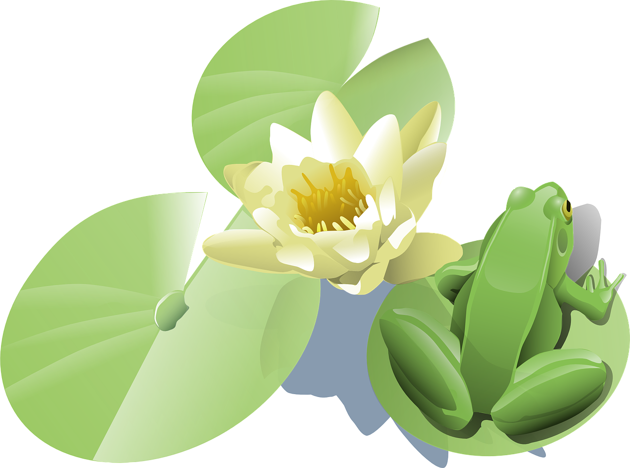 Lotus Vector Flower Free Download PNG HQ PNG Image
