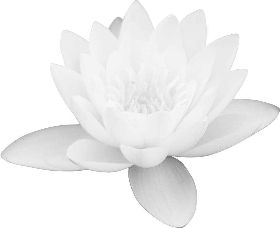 Lotus Vector Flower Free Photo PNG Image