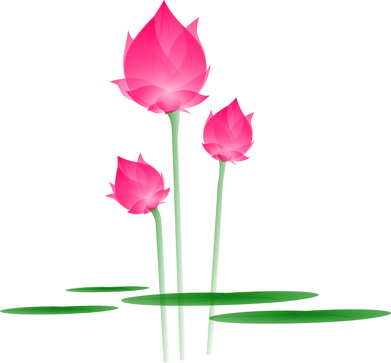 Lotus Vector Flower Download Free Image PNG Image