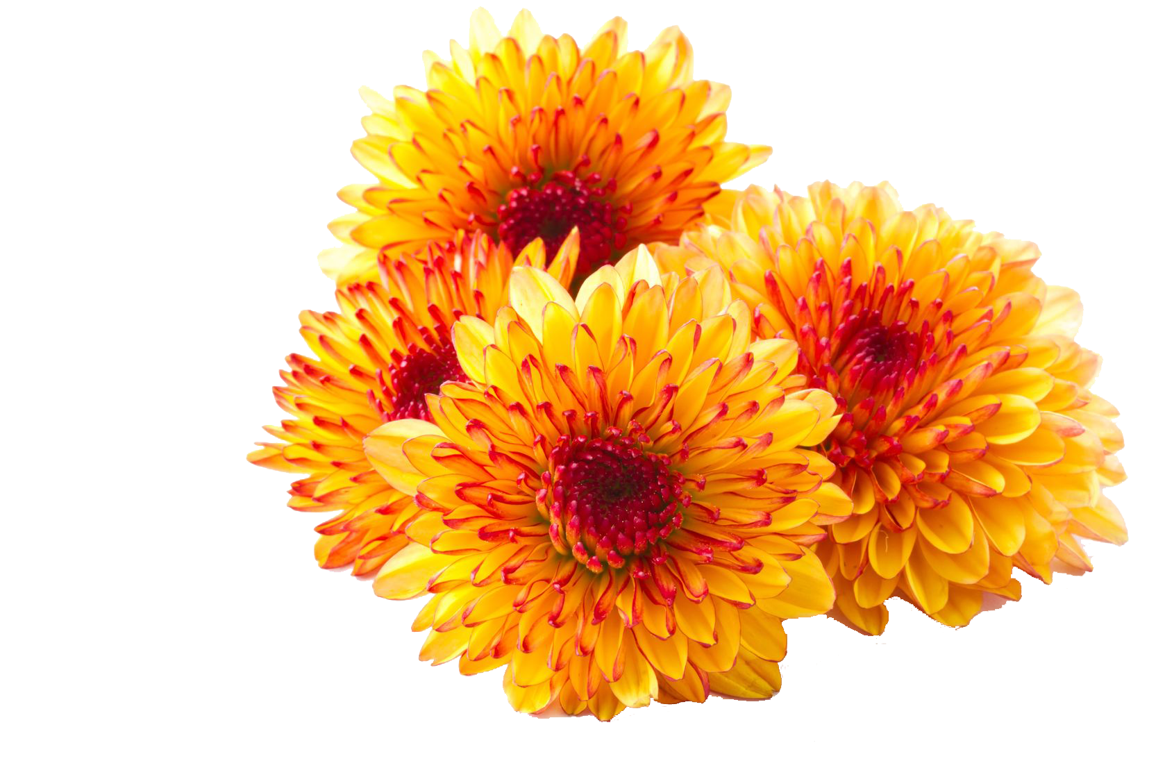 Chrysanthemum Photos PNG Image