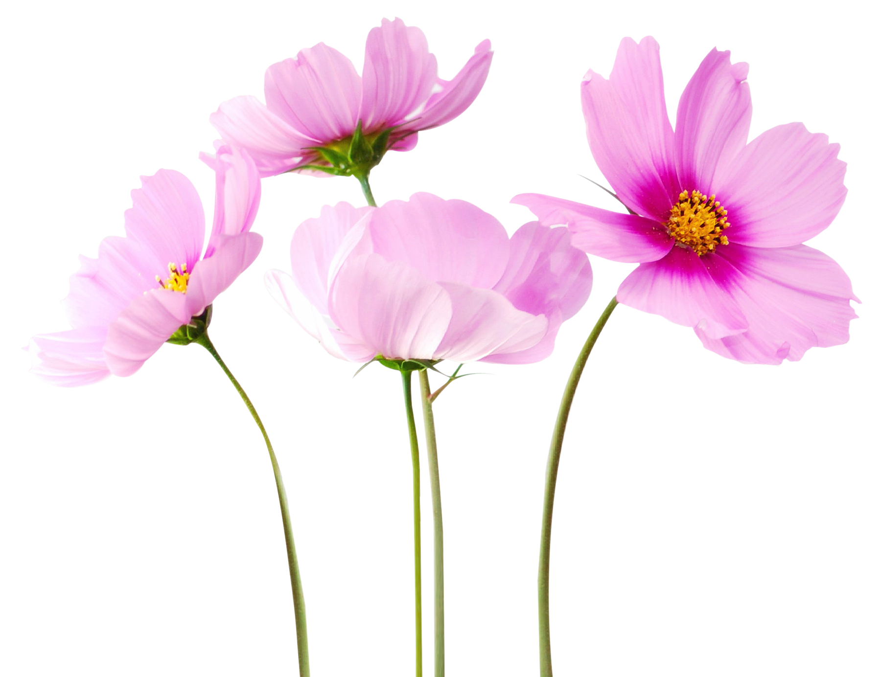 Colorful Flowers Transparent Image PNG Image