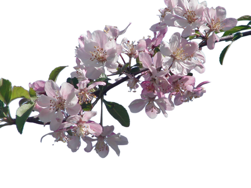 Cherry Blossom File PNG Image