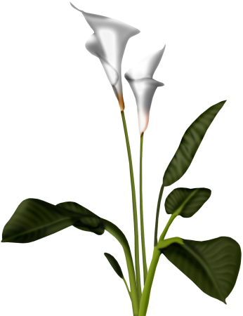 Calla PNG Image