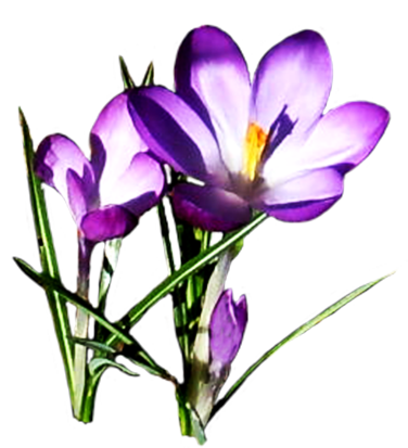 Crocus Free Download PNG Image