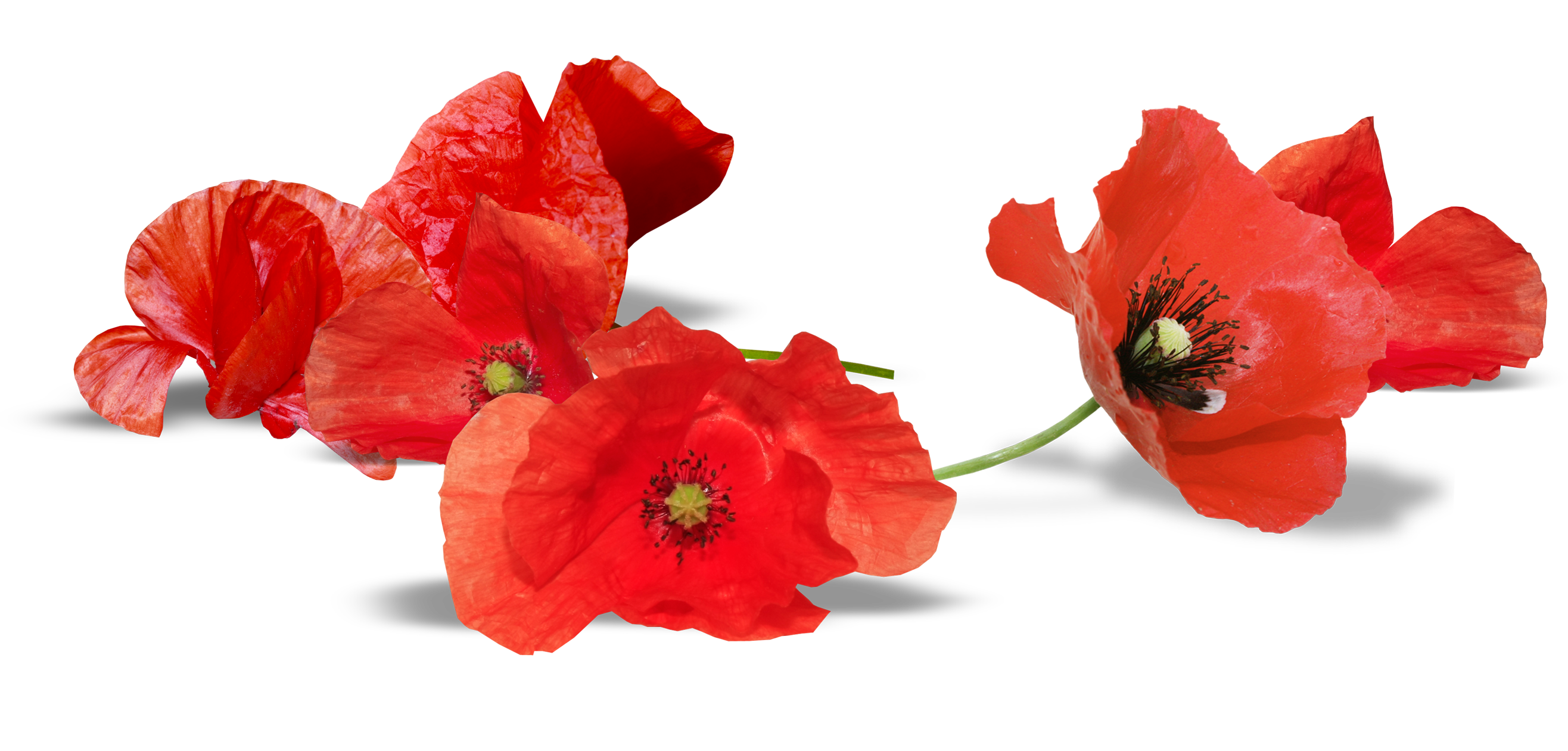 South Australia Anzac Flower Armistice Day Red PNG Image