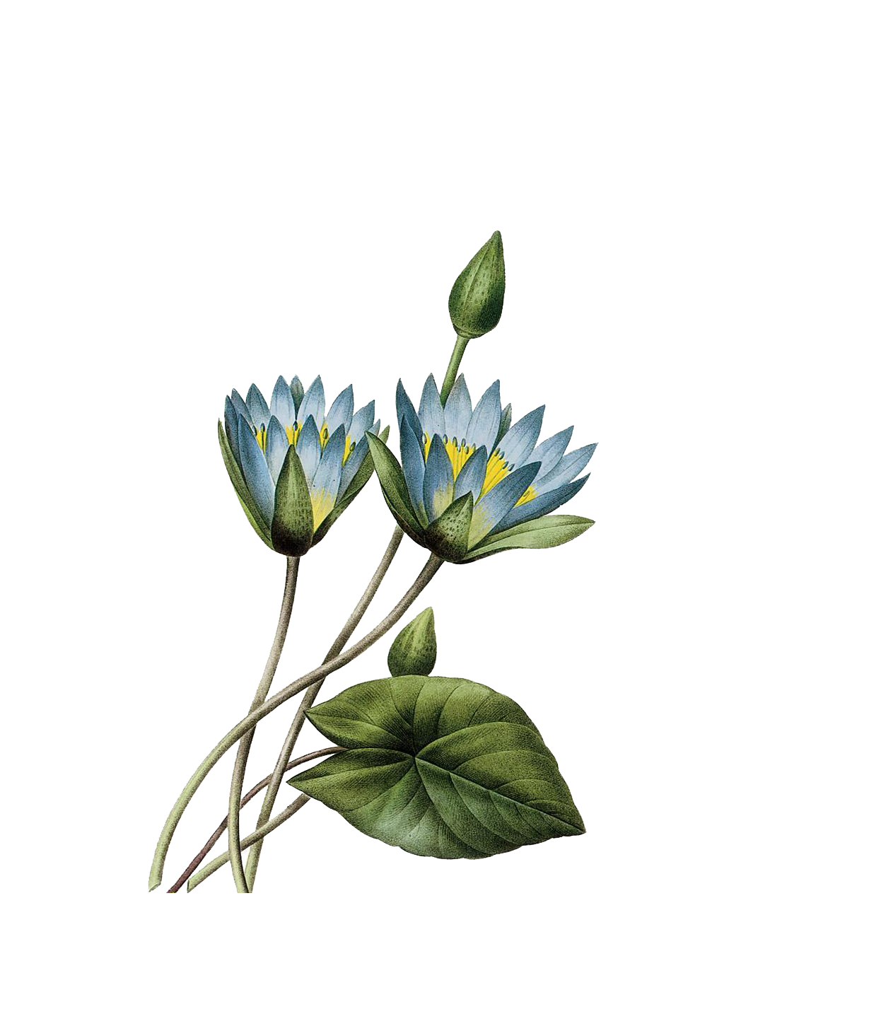 17591840 Plant Fleurs Printmaking Pierrejoseph Des Belles PNG Image