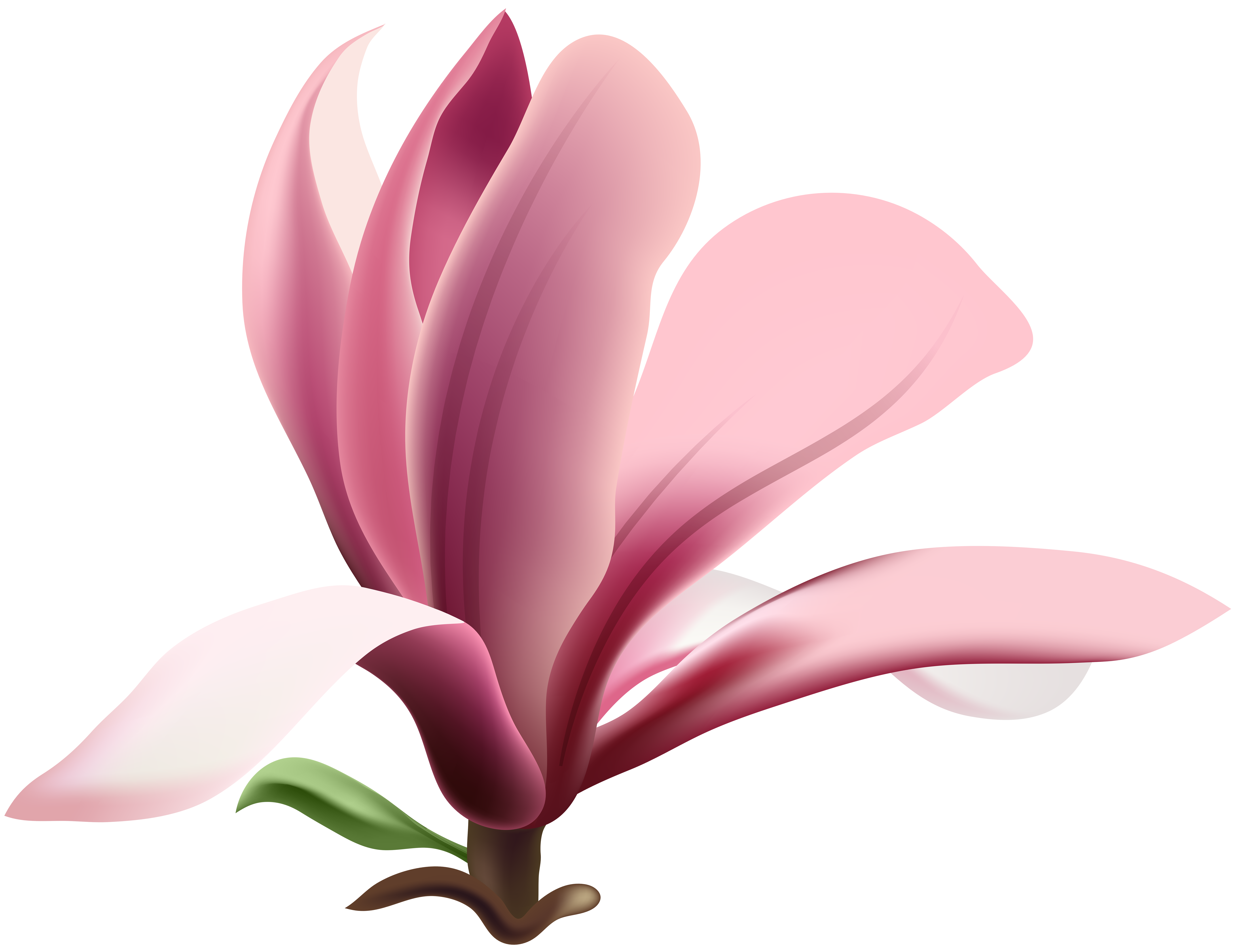 Pink Petal Magnolia Flower Heart PNG Download Free PNG Image