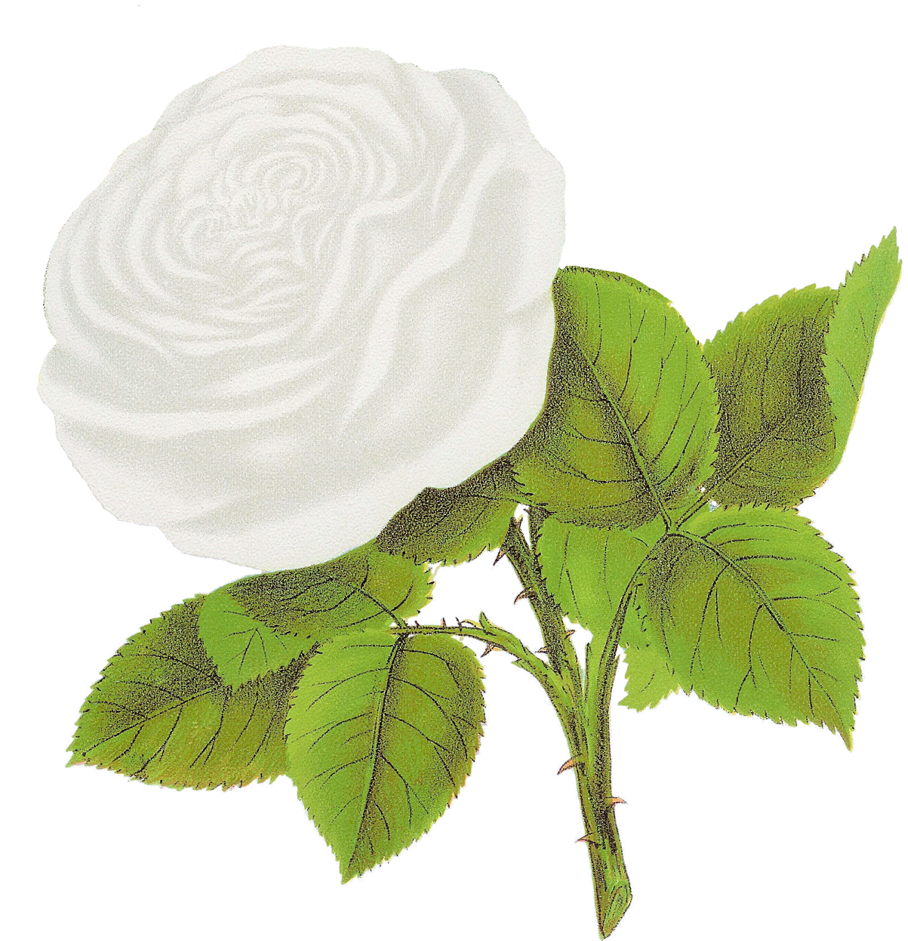 Flower Artwork PNG Image High Quality PNG Image