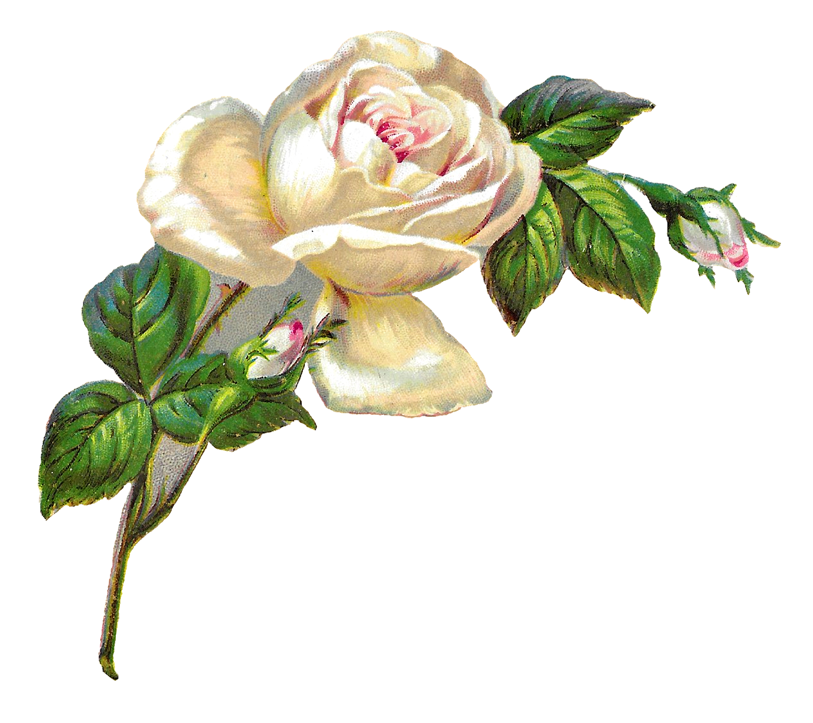 Picture Flower Artwork Free Clipart HD PNG Image