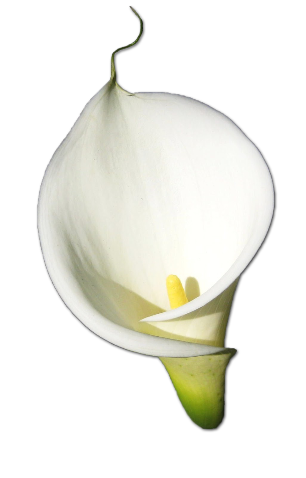 Blossom Lily Calla PNG File HD PNG Image