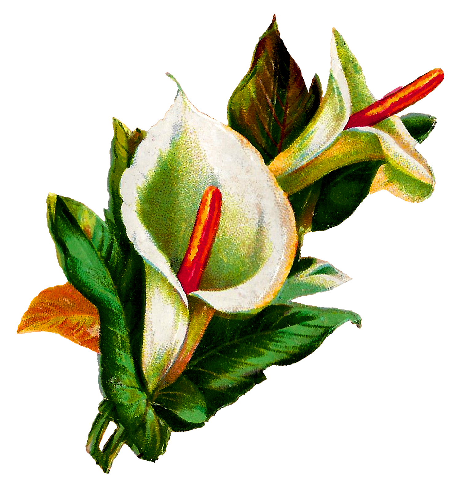 Lily Calla Free Clipart HD PNG Image