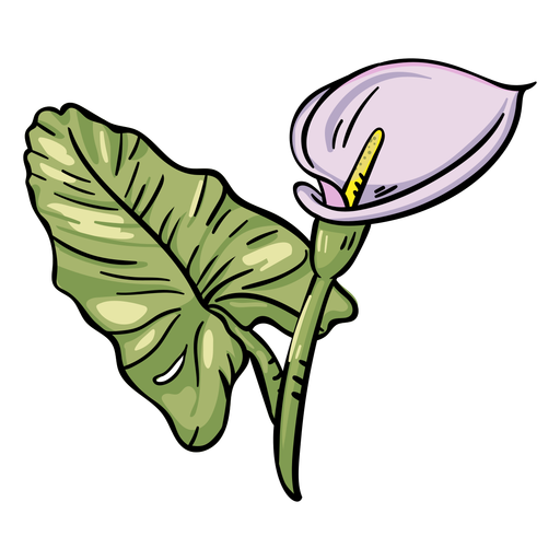 Lily Calla Free Transparent Image HD PNG Image