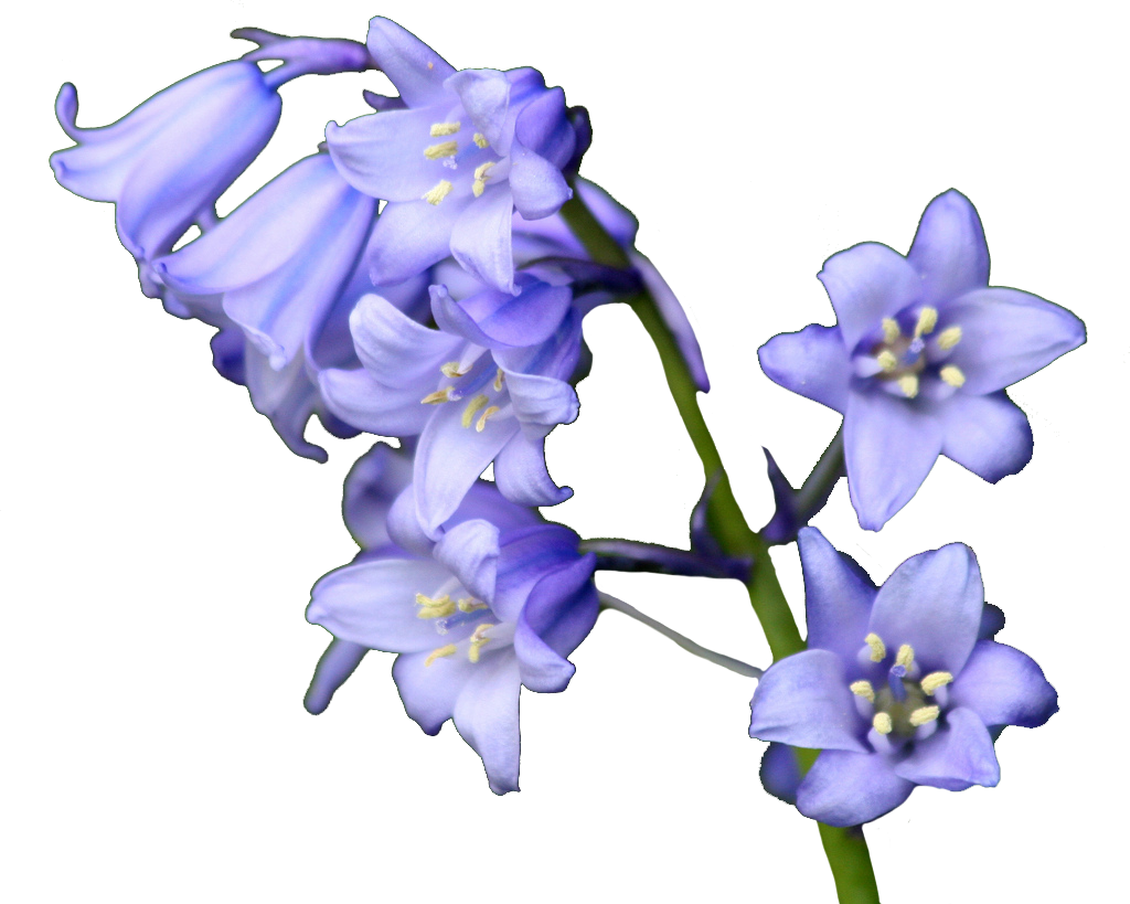 Flower Bluebells Free Clipart HD PNG Image