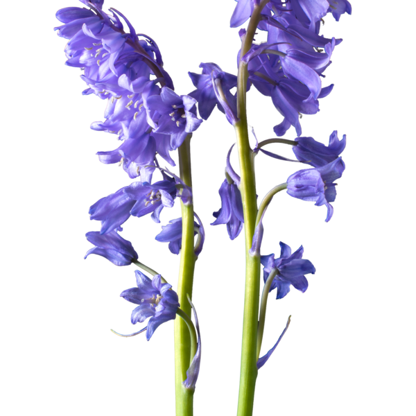 Flower Pic Bluebells PNG Image High Quality PNG Image