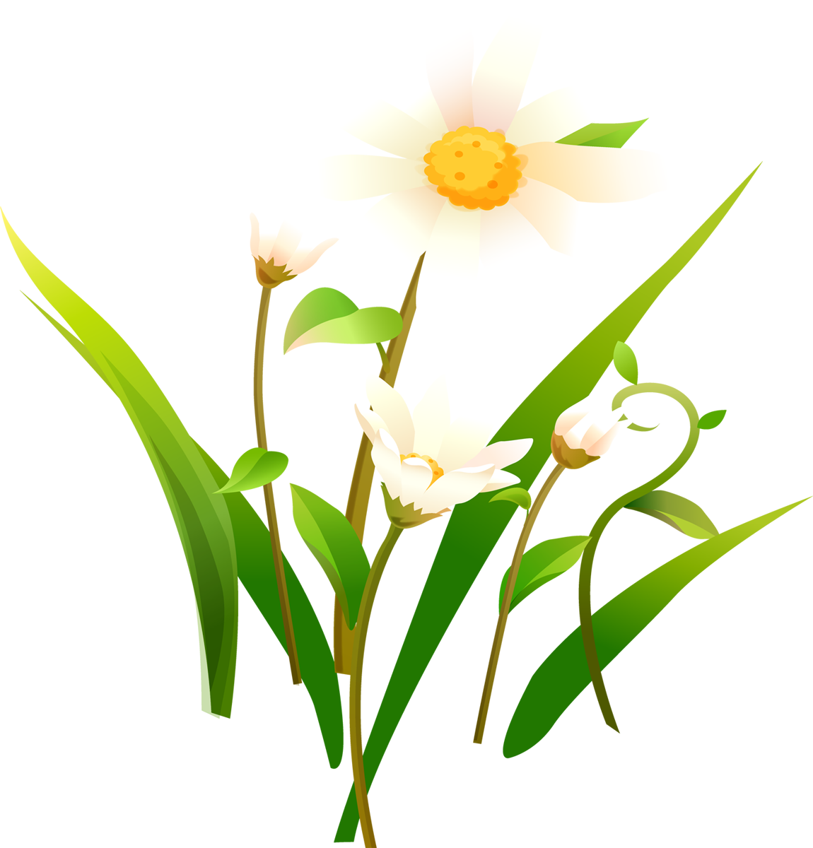 Camomile PNG Image