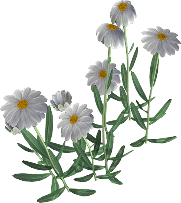 Beautiful Camomile Flower PNG Image