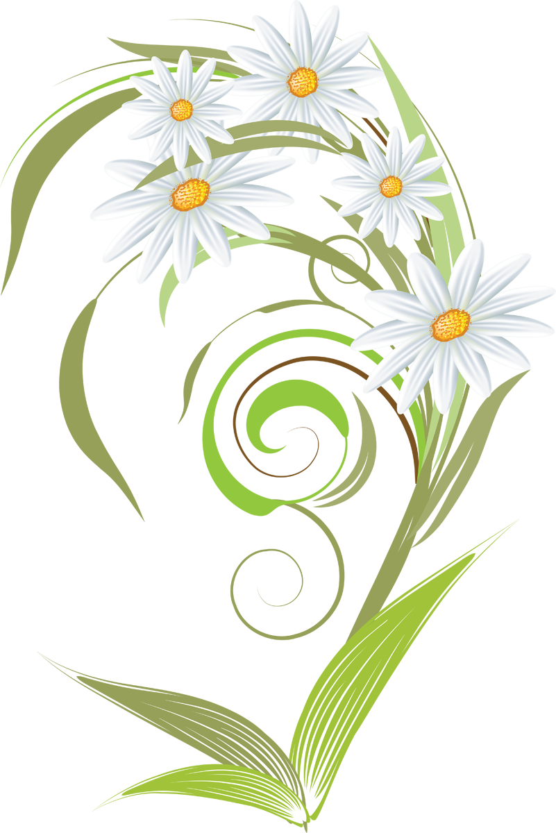 Camomile Art PNG Image