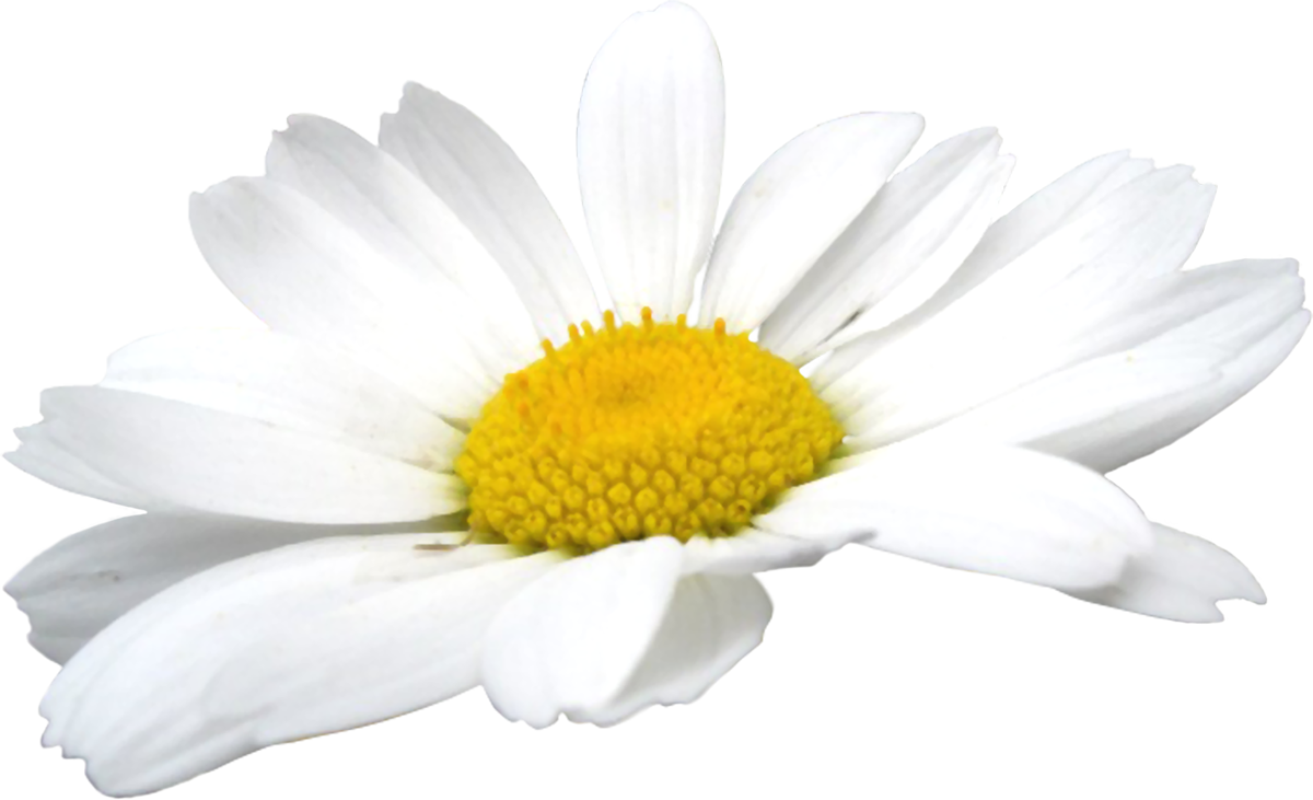 Camomile Flowers PNG Image