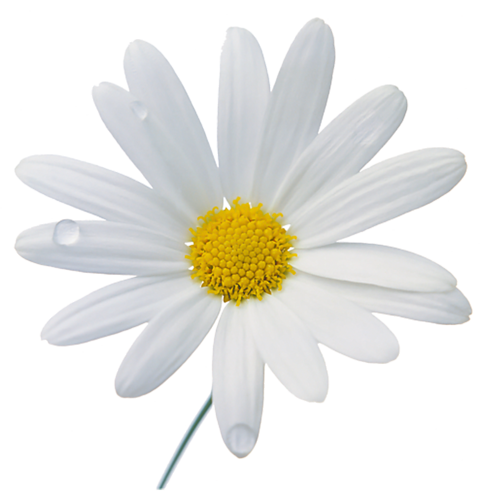 Camomile Photos PNG Image
