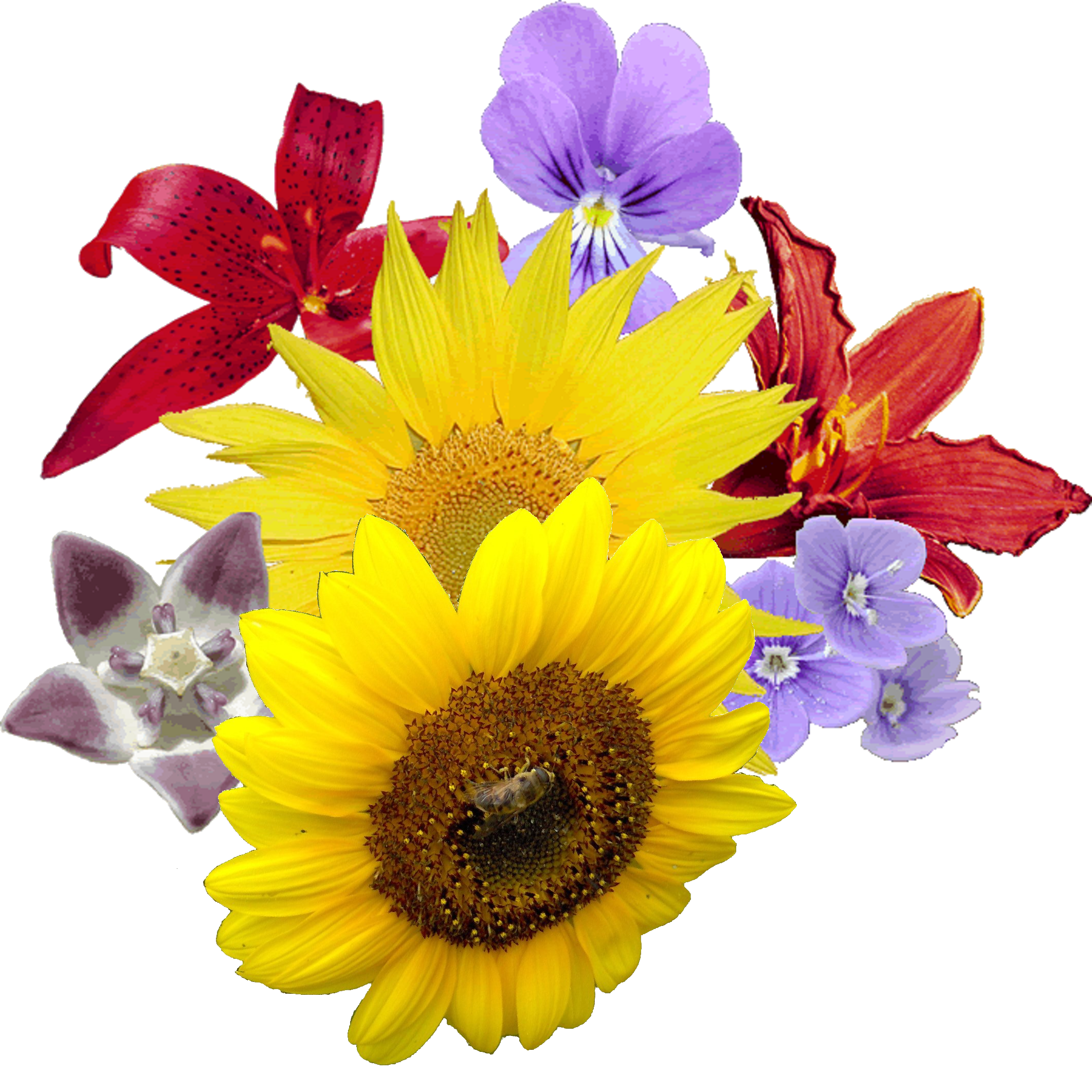 Yellow Flowers Bouquet Image PNG Image