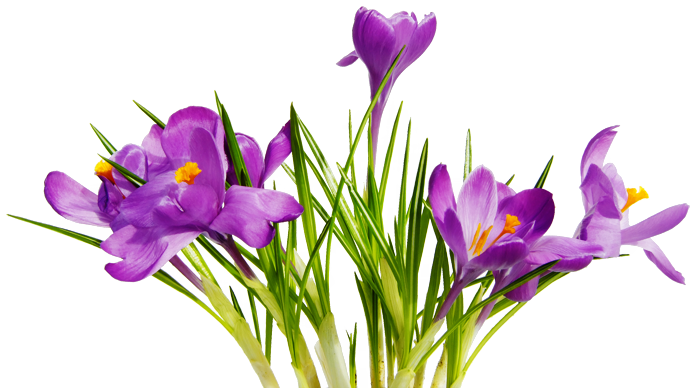Flowers Png 7 PNG Image