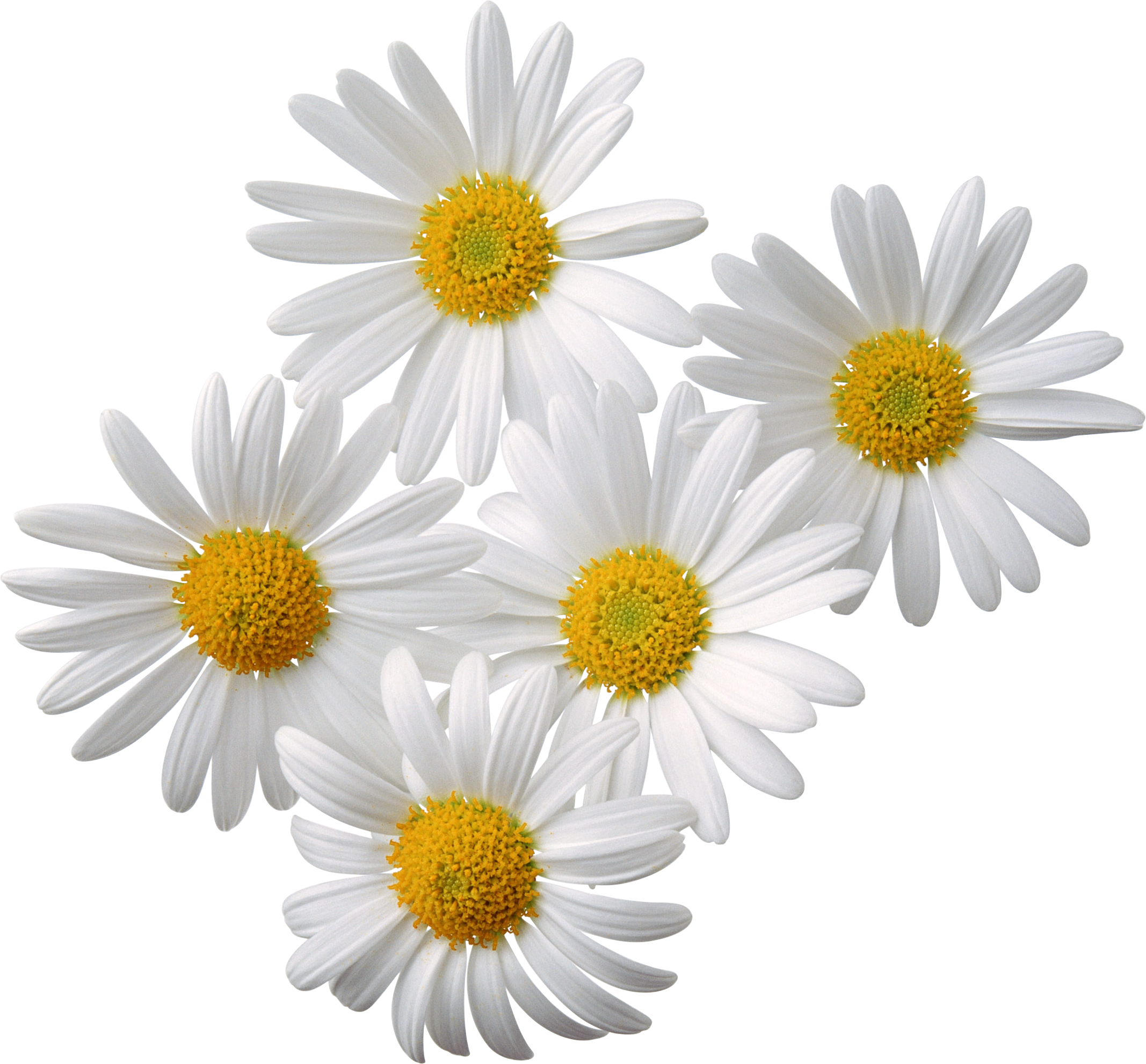 Flowers Png 2 PNG Image