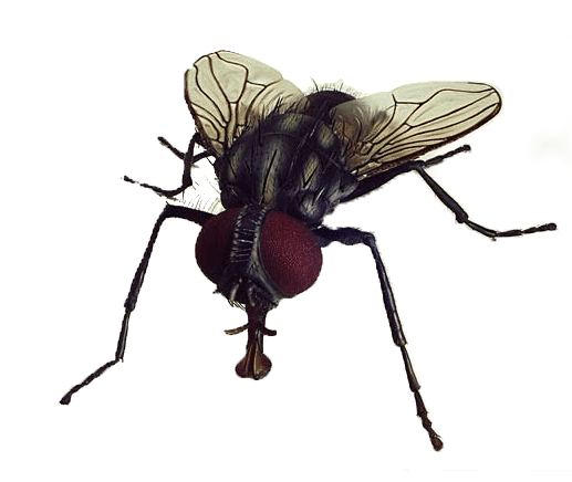 Fly Png Image PNG Image