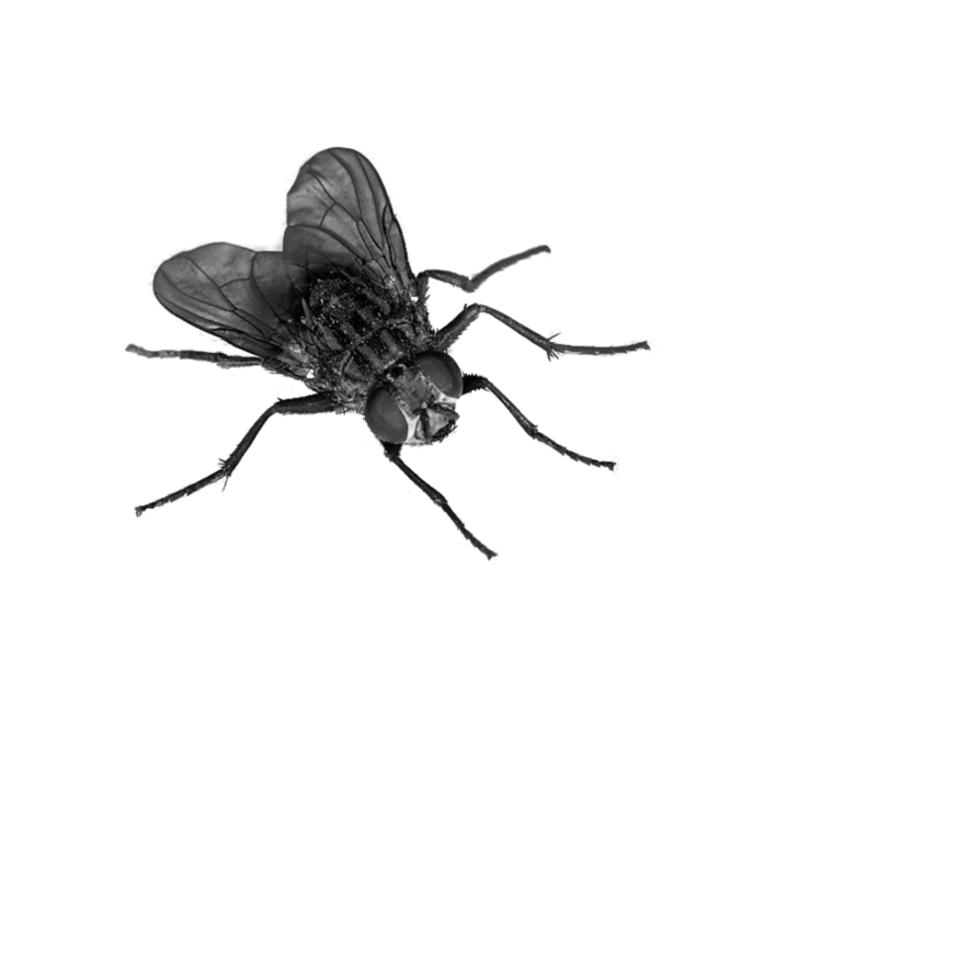 Fly Png 4 PNG Image