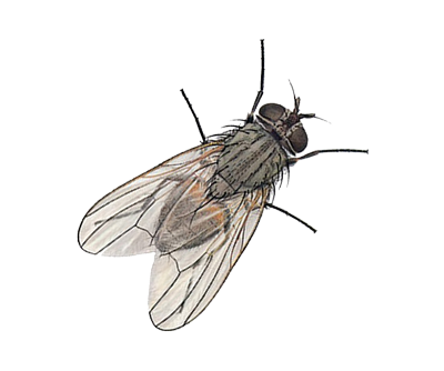 Fly Png 7 PNG Image