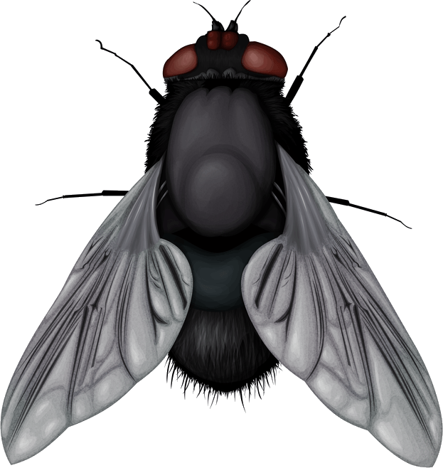 Fly Png Image PNG Image