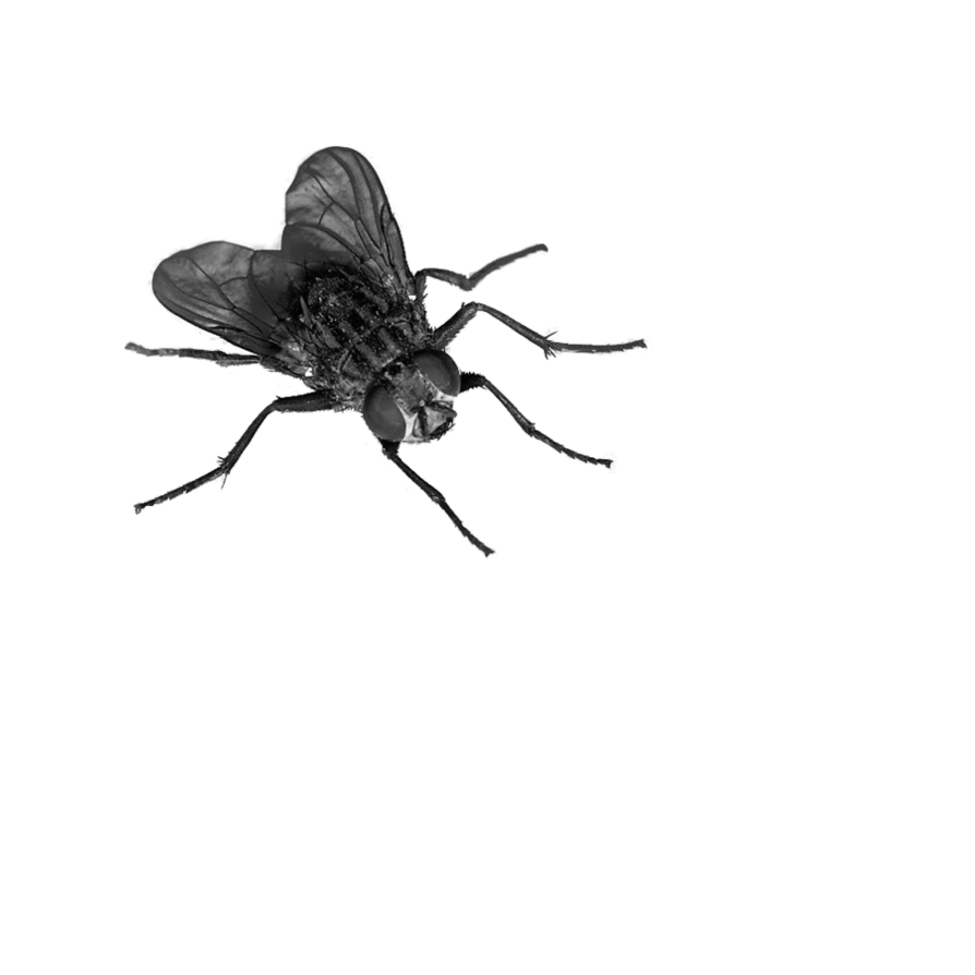 Fly Png Image PNG Image