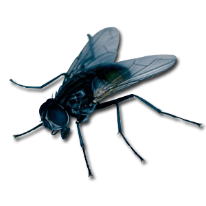 Fly Png Image PNG Image