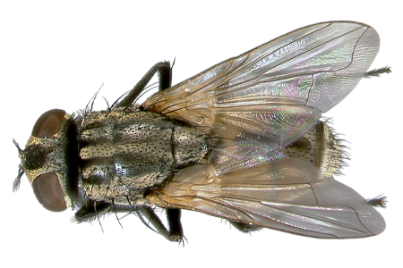 Fly Png 8 PNG Image