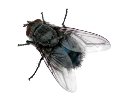 Fly Png PNG Image