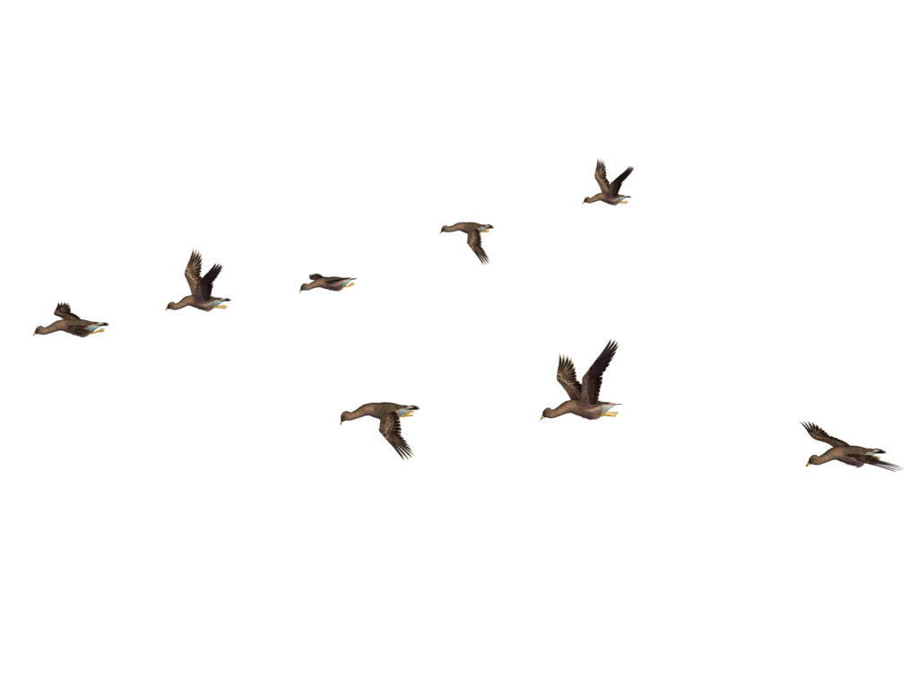 Flying Bird Photos PNG Image