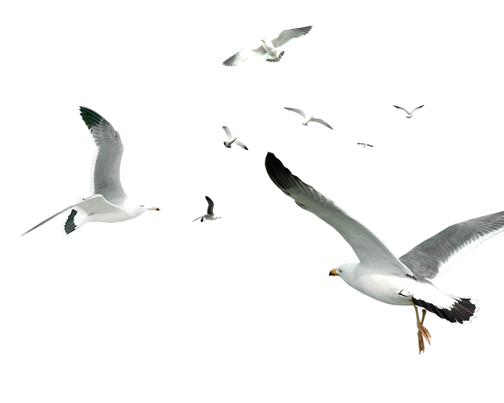 Decorative Flocks Pattern Flying Gulls Simple Seagull PNG Image