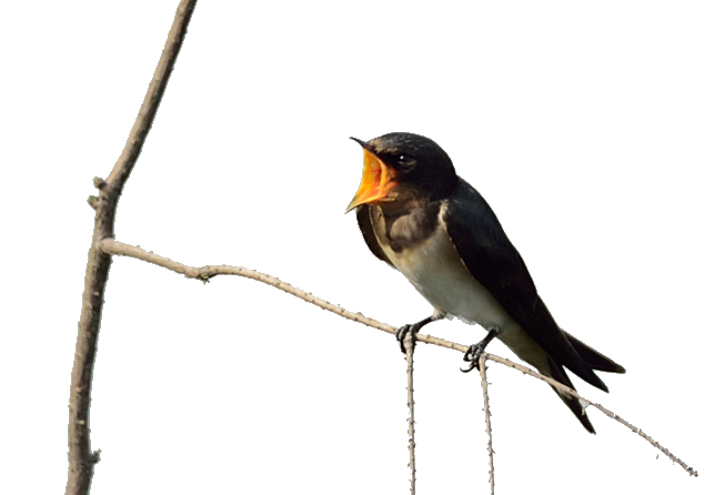 Old Twitter Flycatcher Swallows American Beak World PNG Image