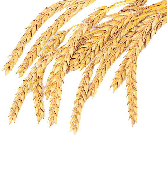 Grass Wheat Family Spelt Grain Common Emmer PNG Image