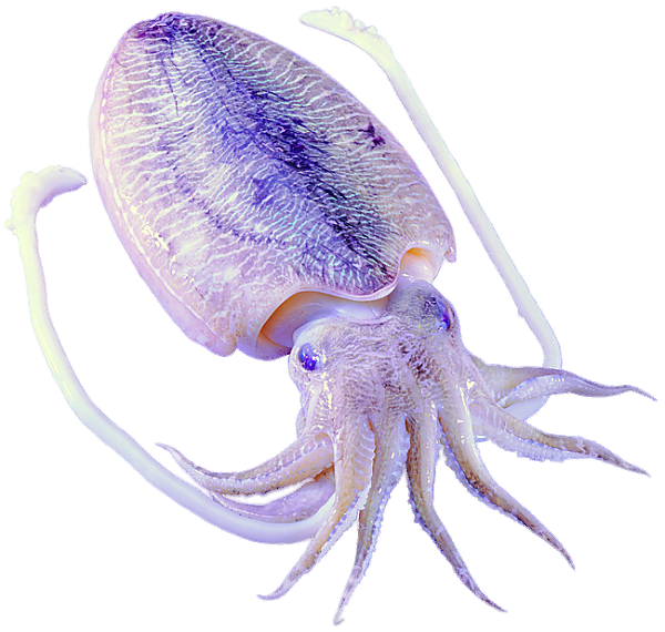 Purple Octopus Squid Invertebrates Marine Cephalopod PNG Image