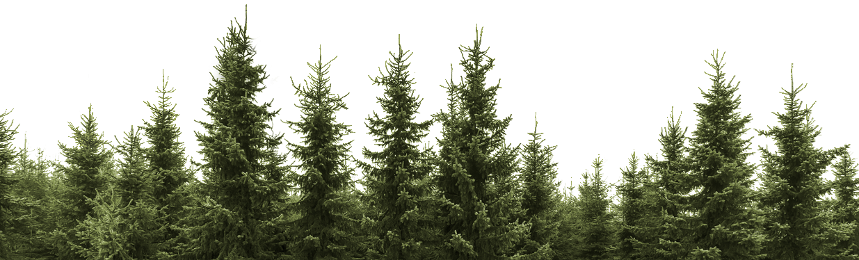 Tree Forest Download HD PNG Image