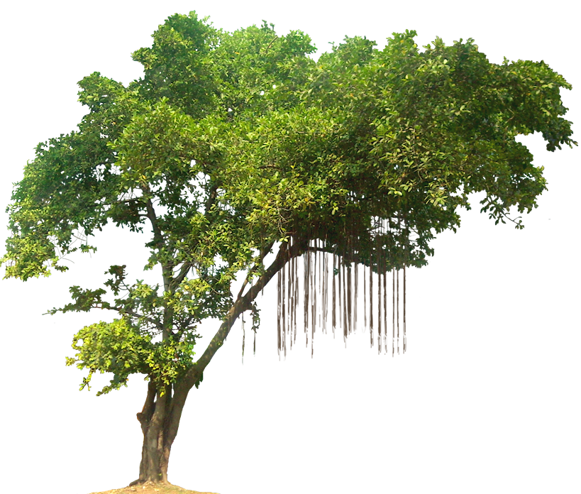 Tree Green Forest Free Transparent Image HQ PNG Image