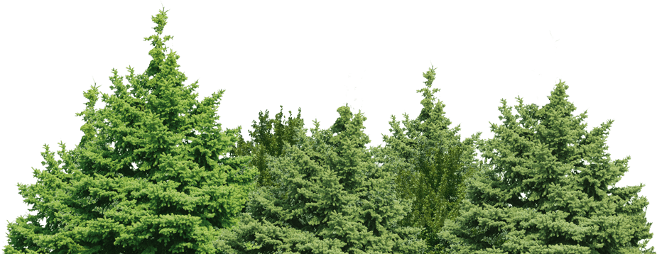 Tree Green Forest Photos Free HQ Image PNG Image