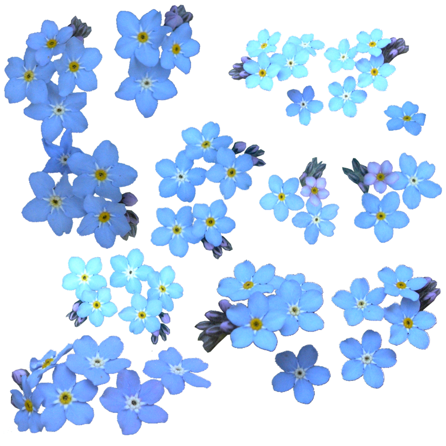 Forget Me Not Clipart PNG Image