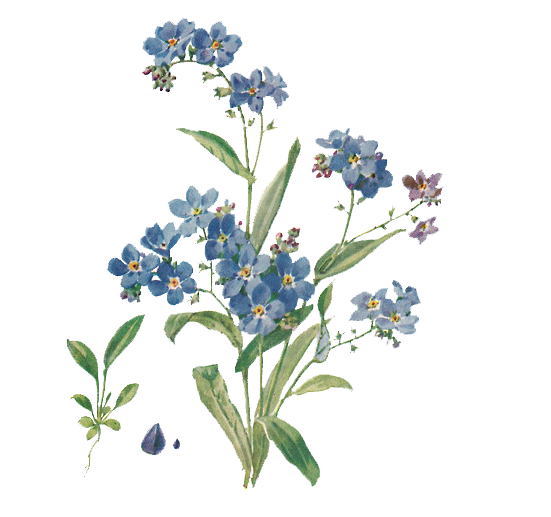 Forget Me Not File PNG Image